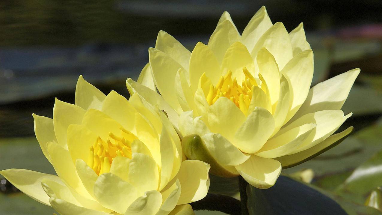 盛开的鲜花黄色莲花5k壁纸