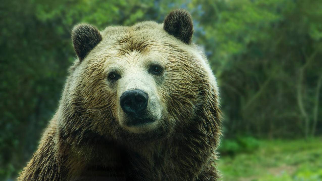 棕熊 4K高清动物壁纸