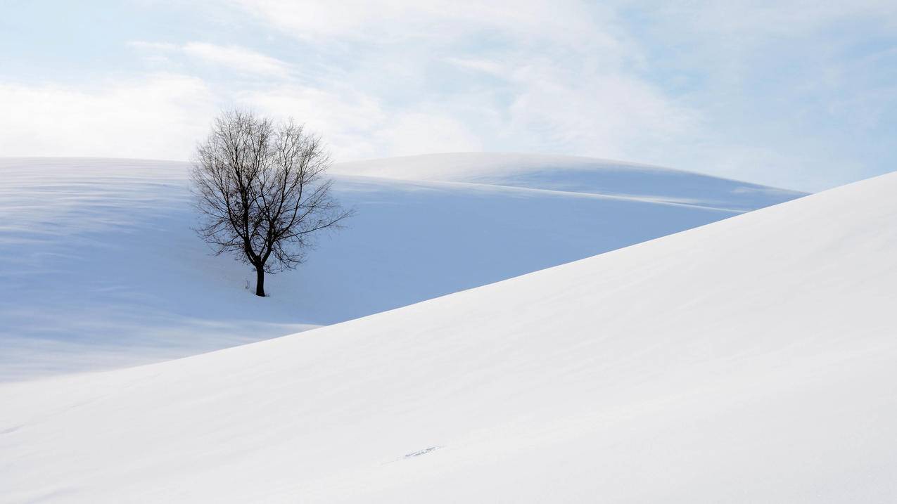 雪地中的树5k壁纸