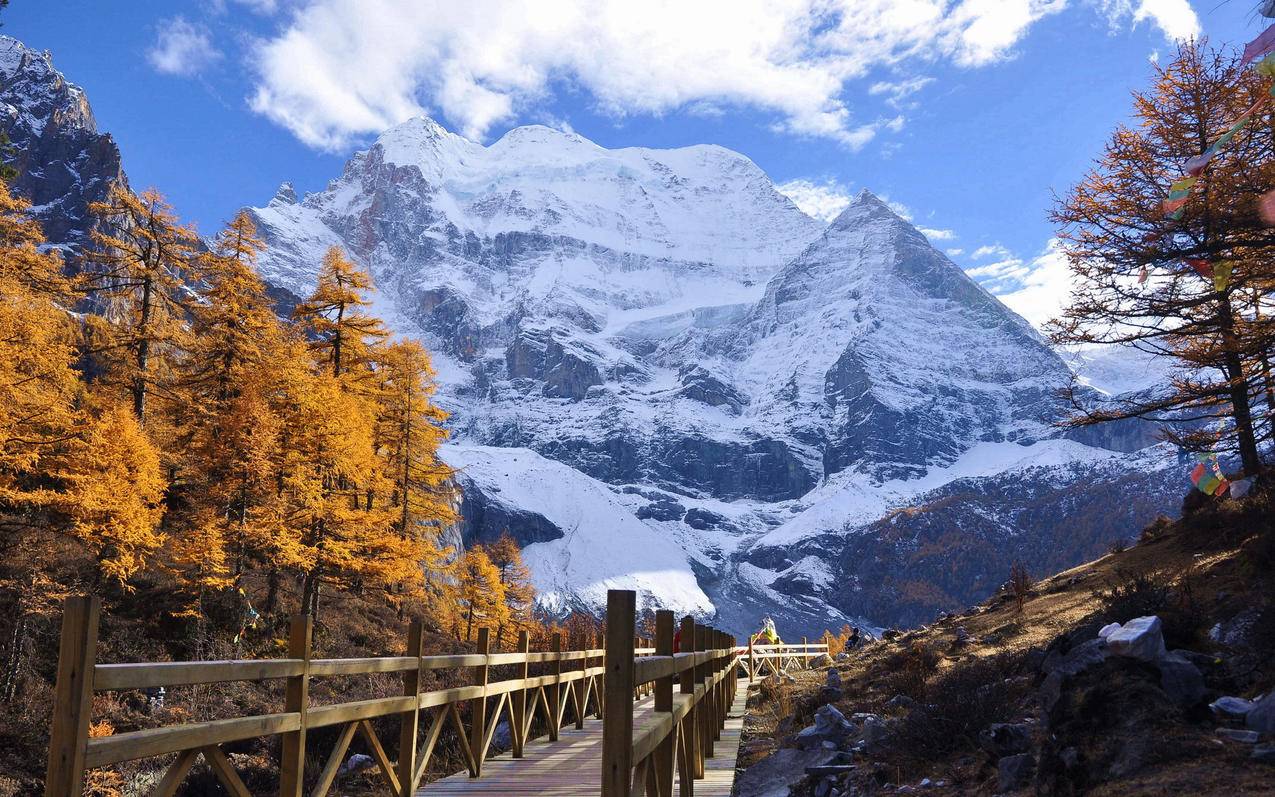 风景枫叶雪山新都桥高清壁纸