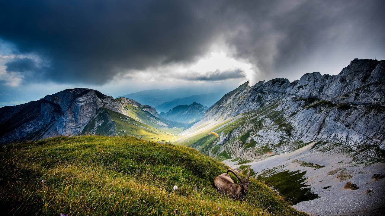 瑞士皮拉图斯山山羊风景4k壁纸