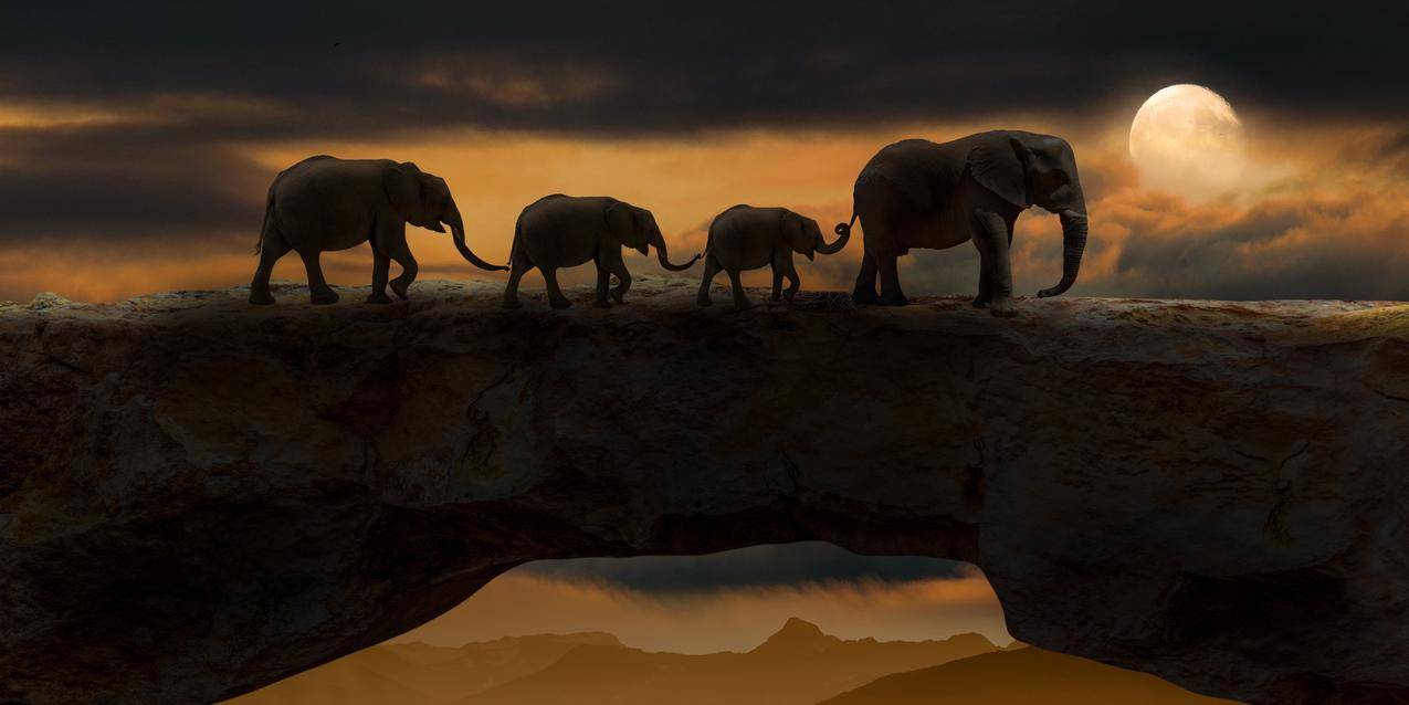 大象 动物 岩桥 天然桥 晚上 黑暗 月亮 自然 4k动物图片