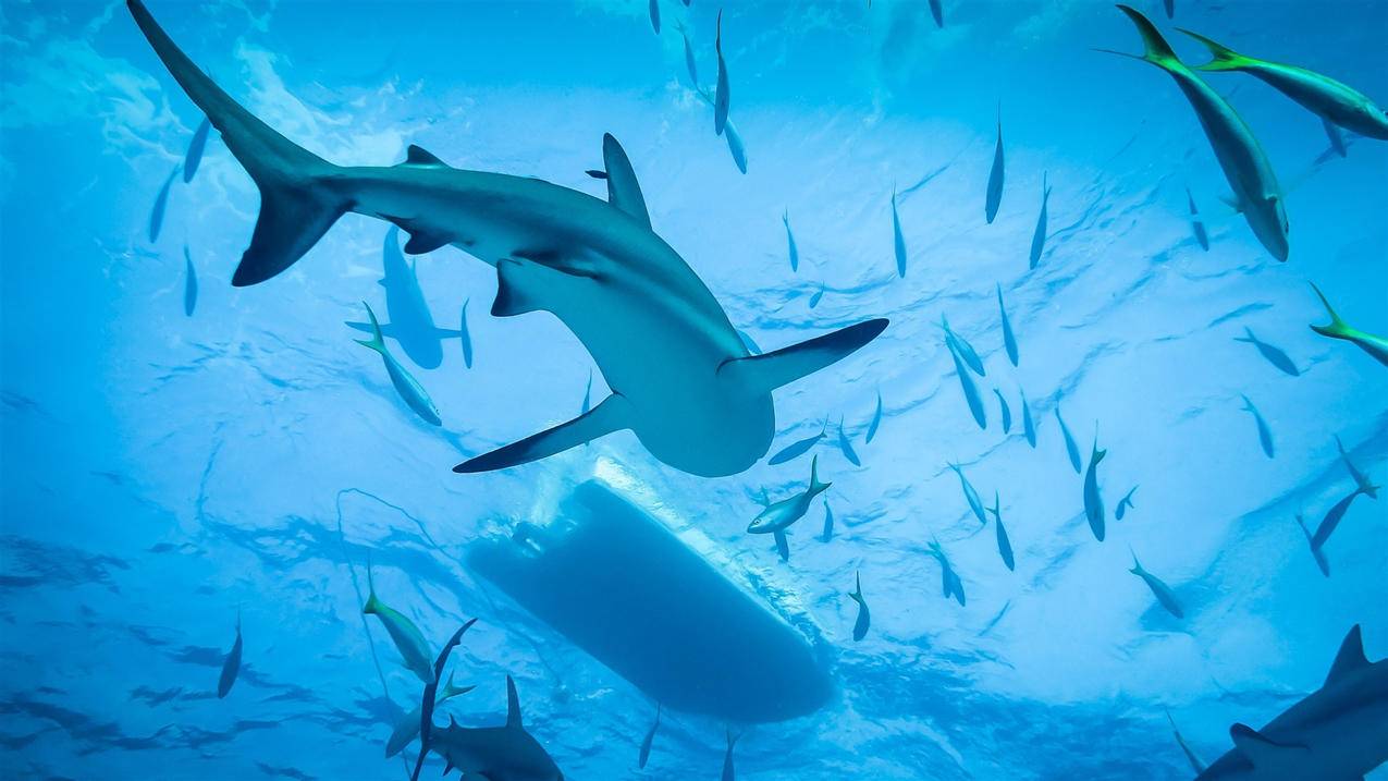 动物海底世界鲨鱼高清壁纸