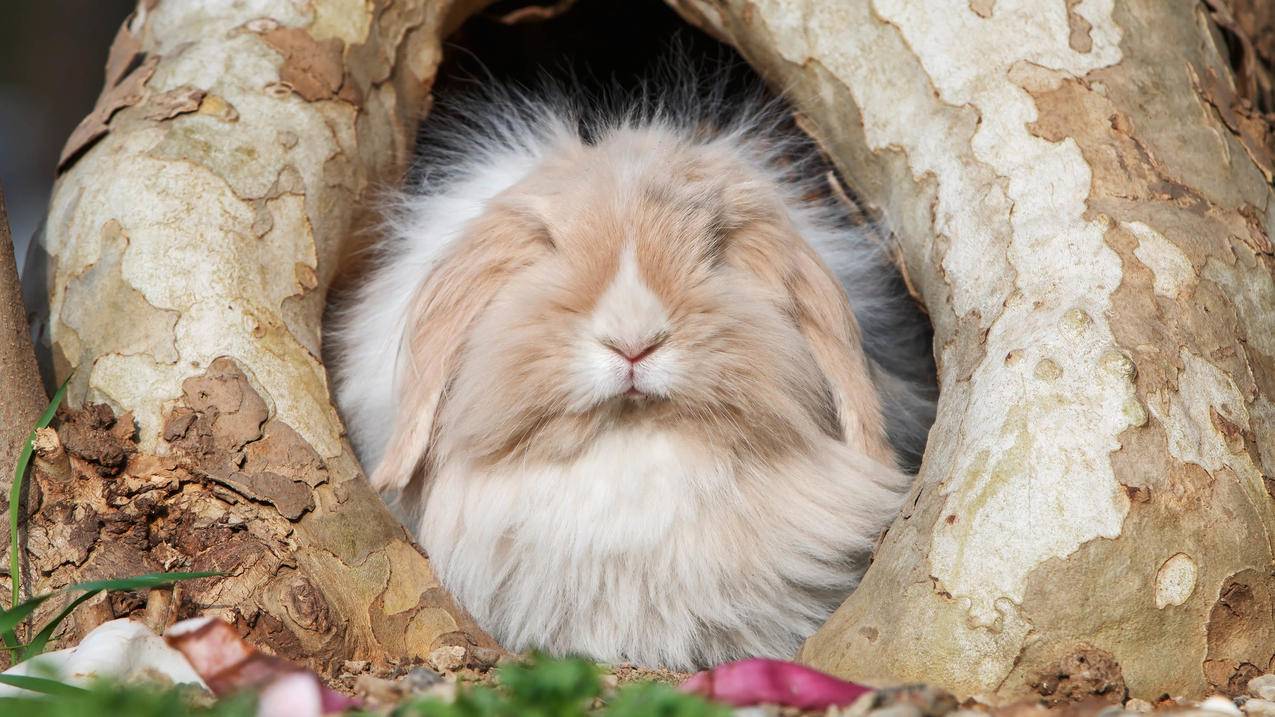 野生动物树洞里的小兔子4k壁纸