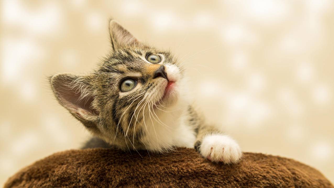 小猫 奶猫 可爱 温暖 4K高清动物壁纸