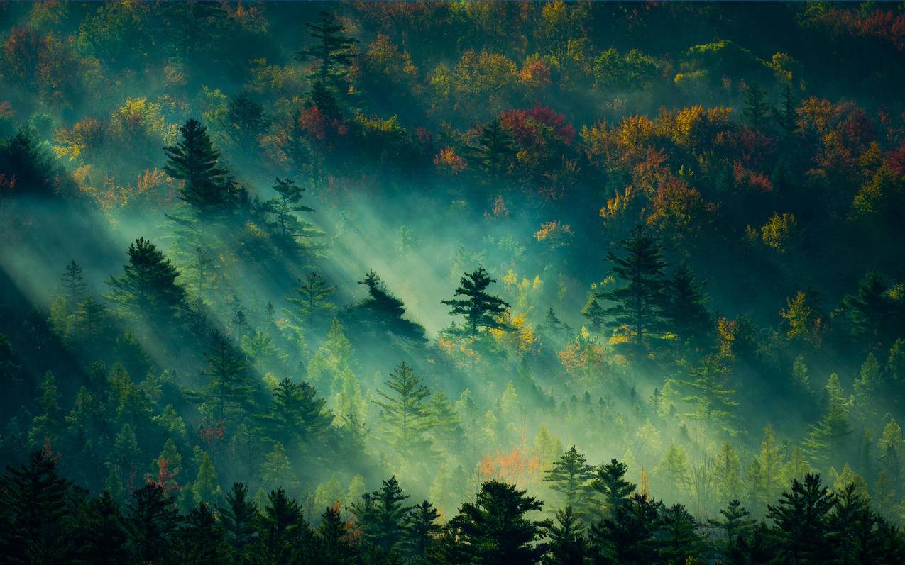 森林阳光风景2K高清壁纸2560x1600