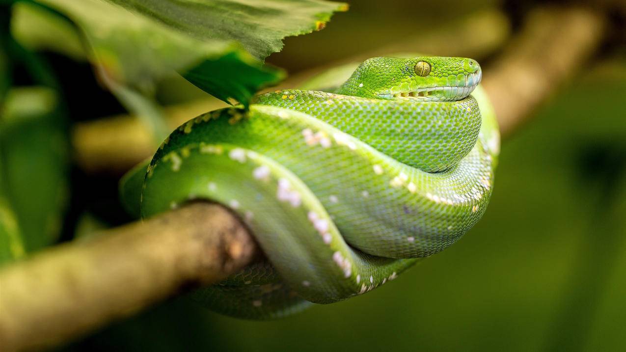 野生动物蛇snake高清壁纸
