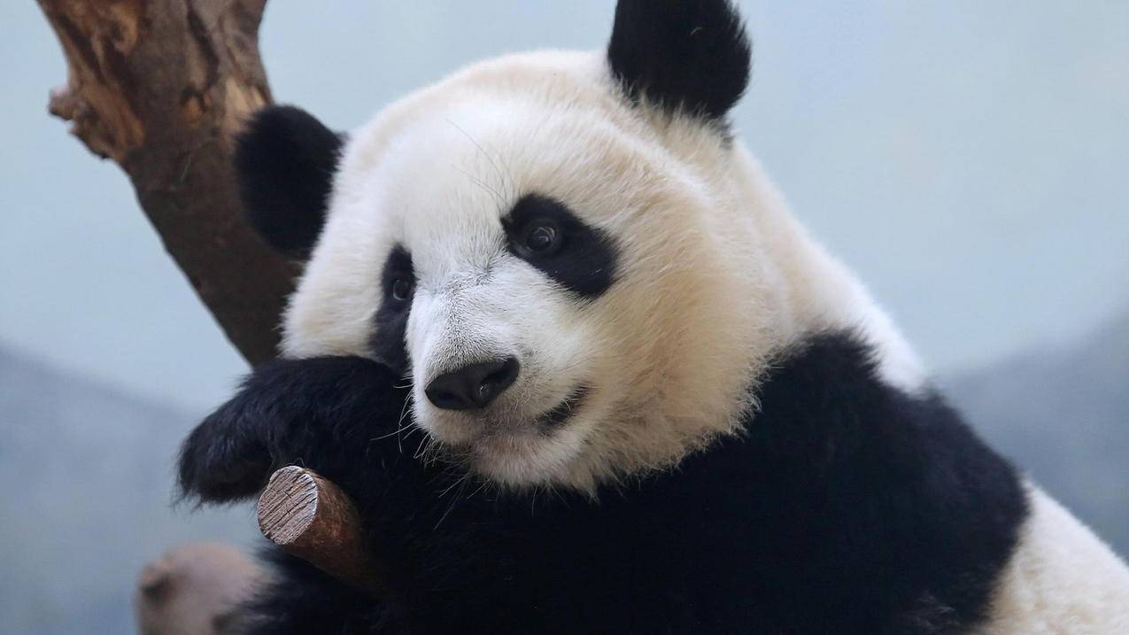 萌宠动物熊猫国宝高清壁纸