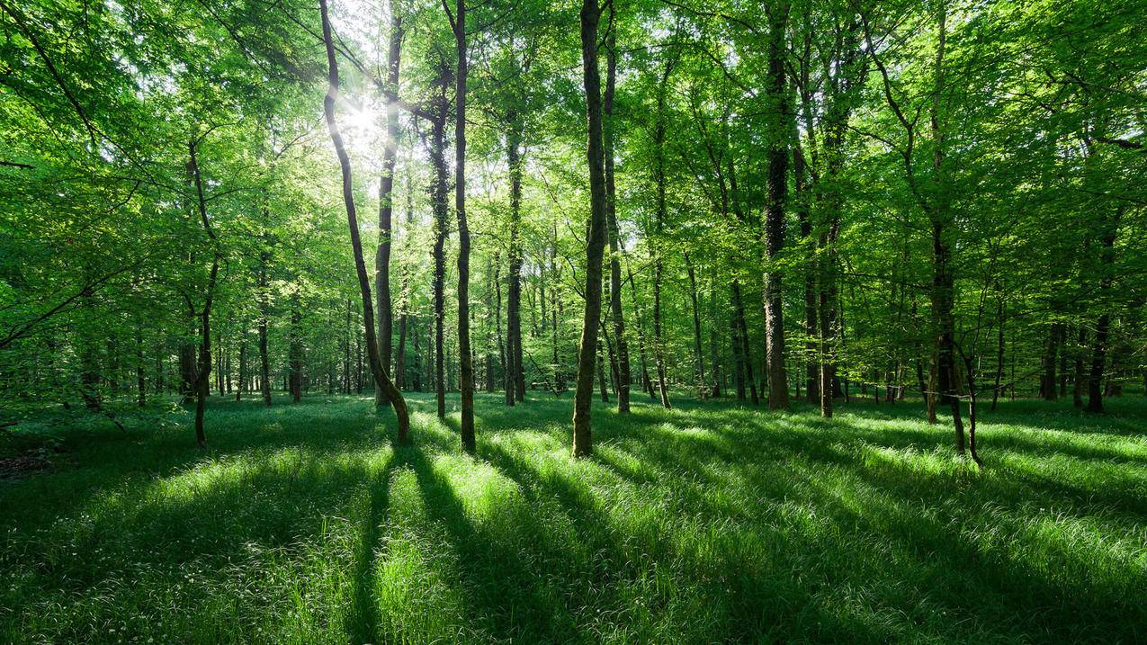 春意盎然绿色草地树林绿色高清壁纸