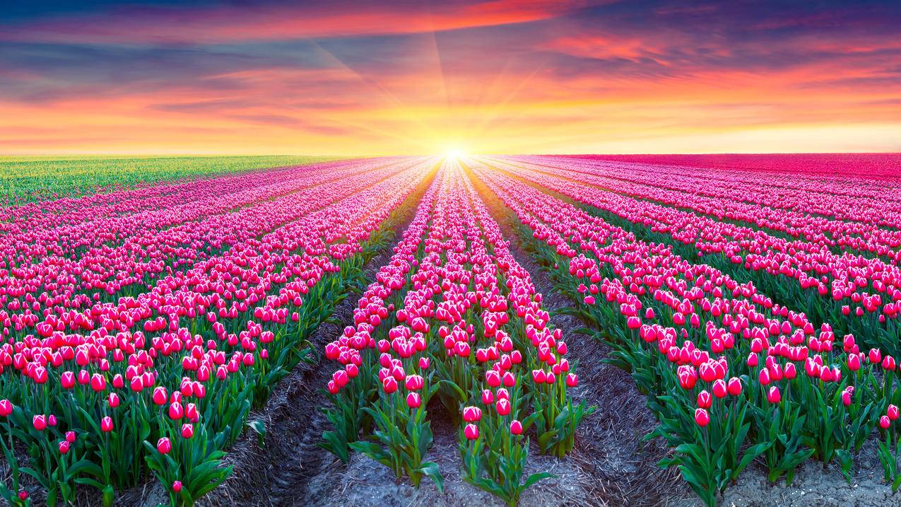 粉红色的郁金香荷兰朝阳美丽自然风景4k壁纸