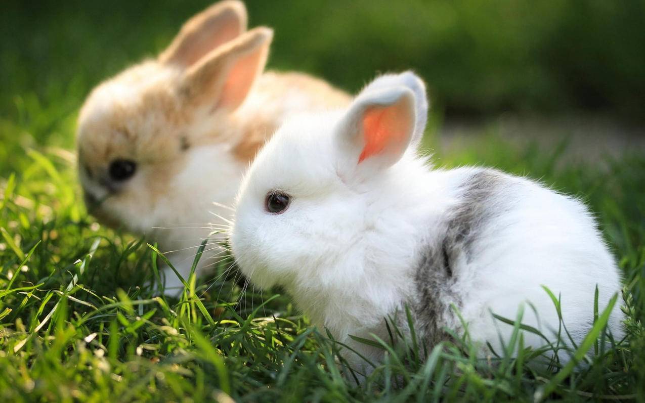 动物萌物兔子2只兔子高清壁纸
