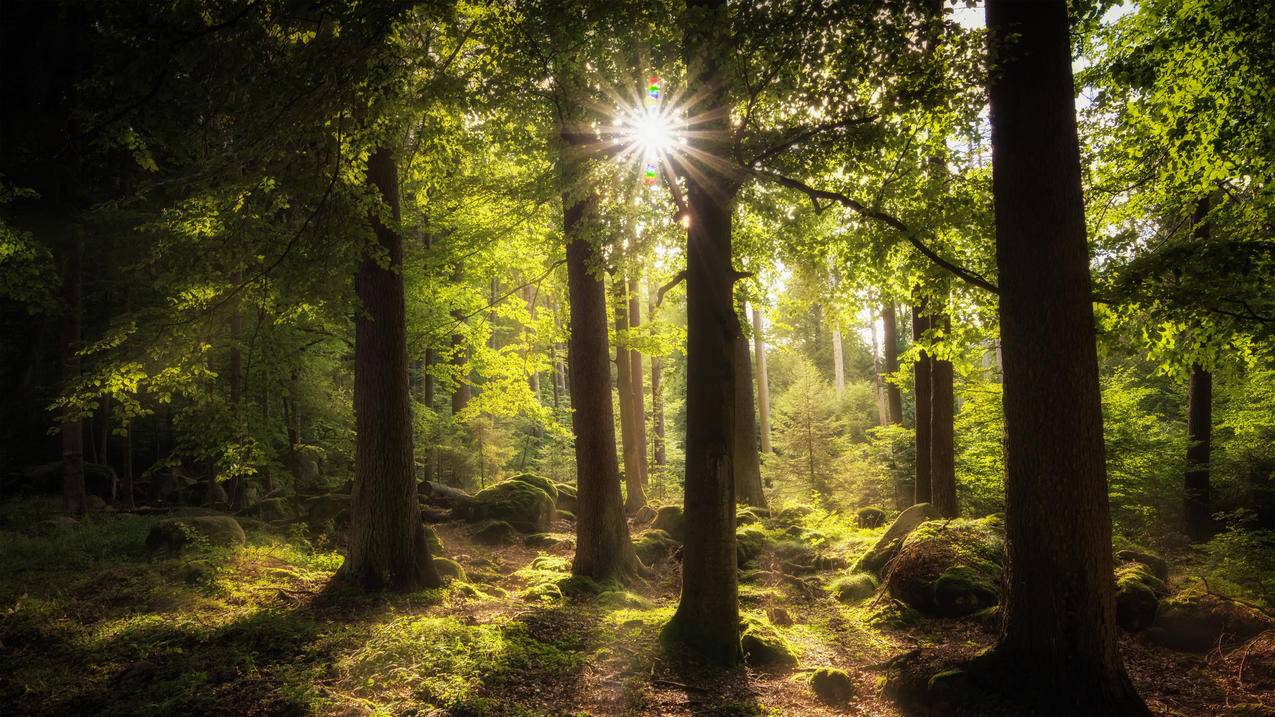 阳光透过树林 4k高清风景壁纸