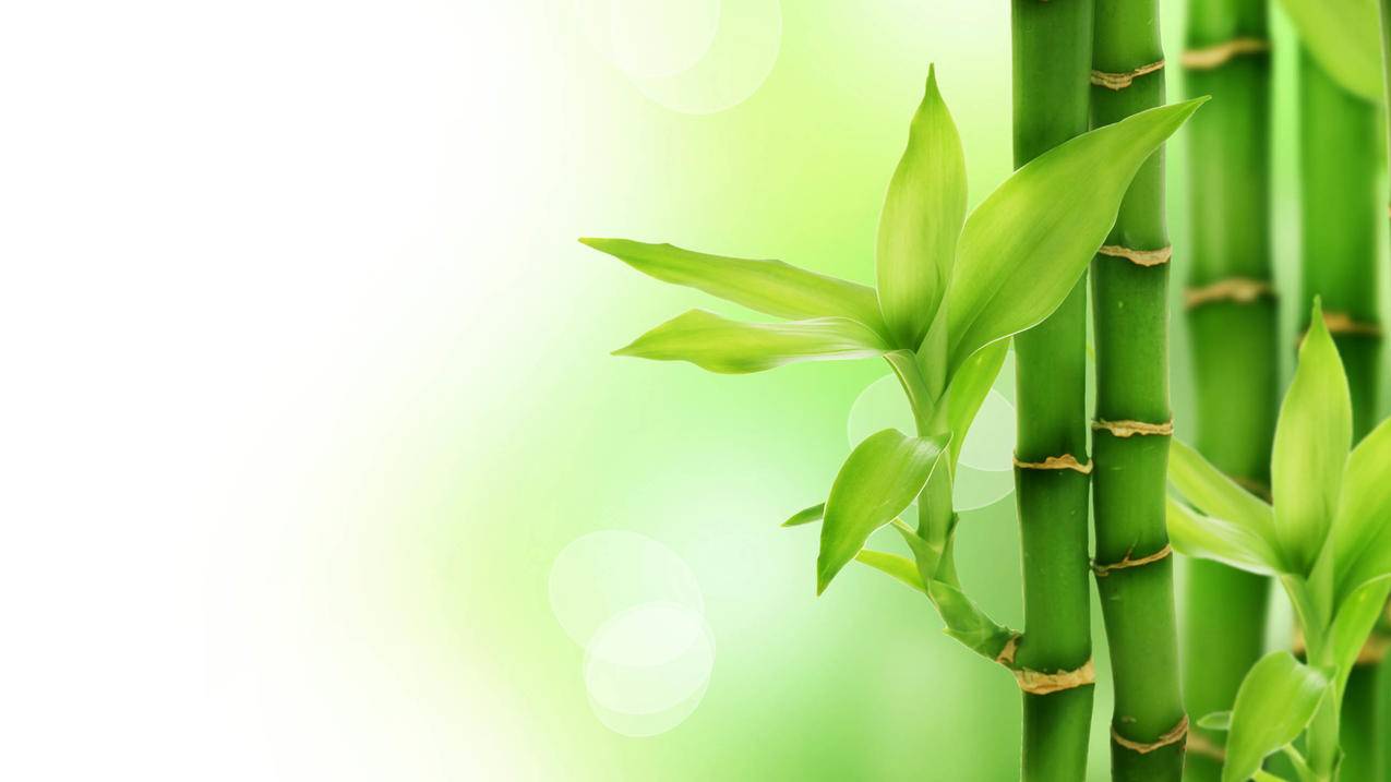 竹子绿色护眼5k图片
