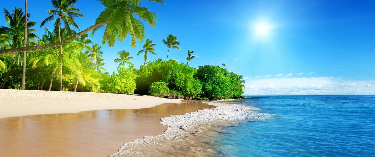 蔚蓝的大海阳光棕榈树沙滩风景带鱼屏壁纸