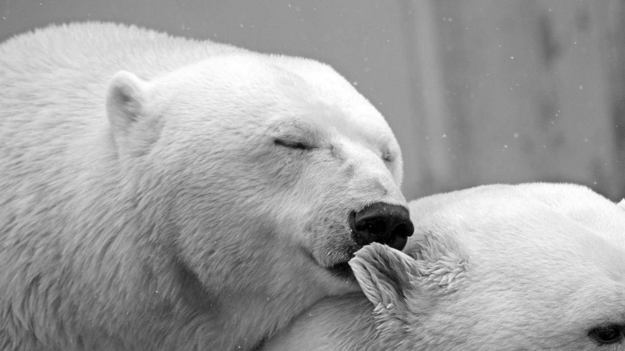 两只北极熊 浪漫情侣 耳语 4K萌动物图片