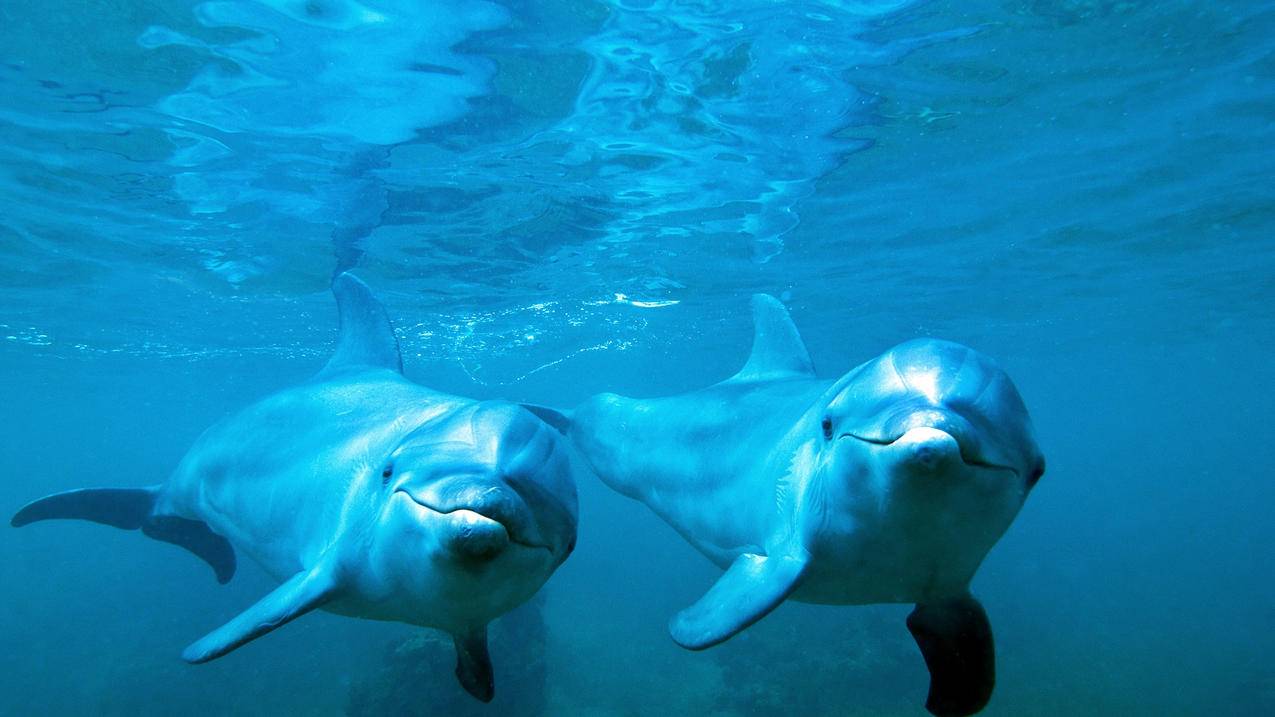 萌宠动物海洋生物海豚高清壁纸