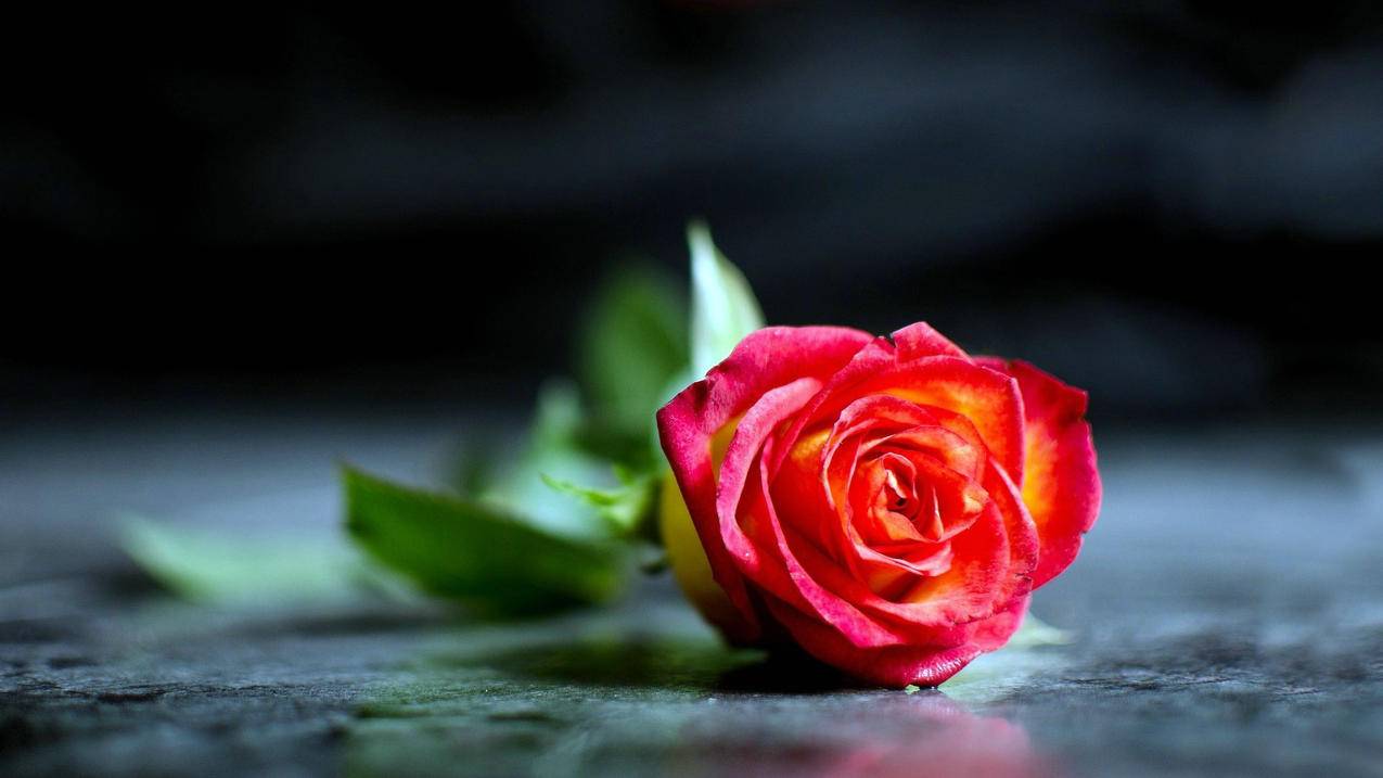 爱情美图唯美温馨玫瑰高清壁纸