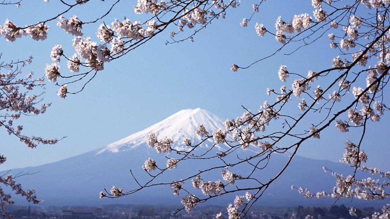 富士山樱花5k壁纸