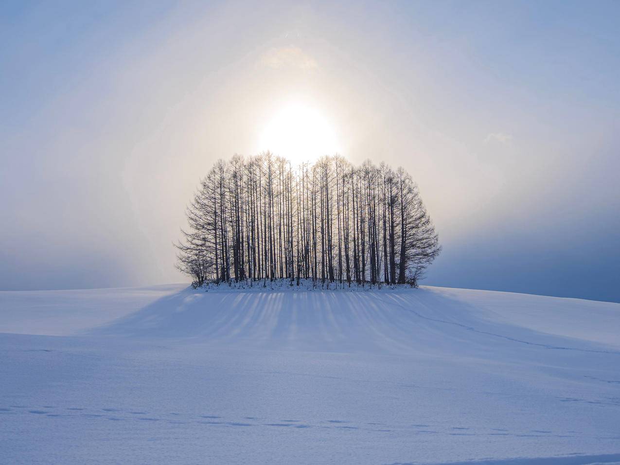 风景冬季 雪地 树iPad平板电脑壁纸