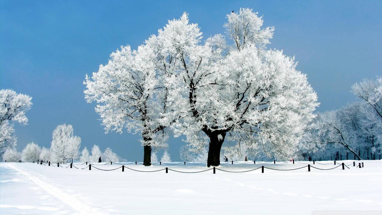 自然风光风景冰天雪地雪冬天冷寒冷高清壁纸