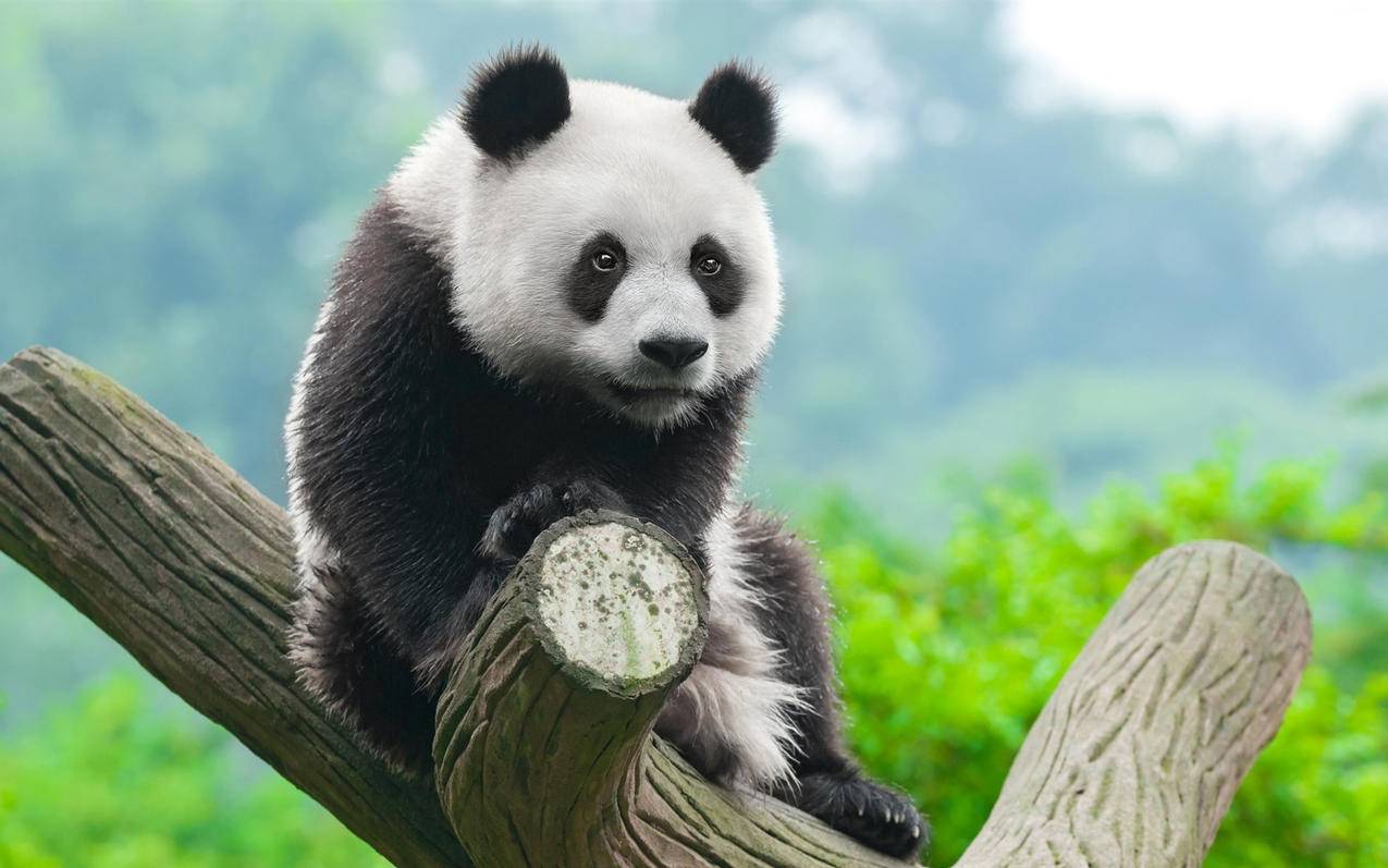 萌宠动物大熊猫国宝高清壁纸