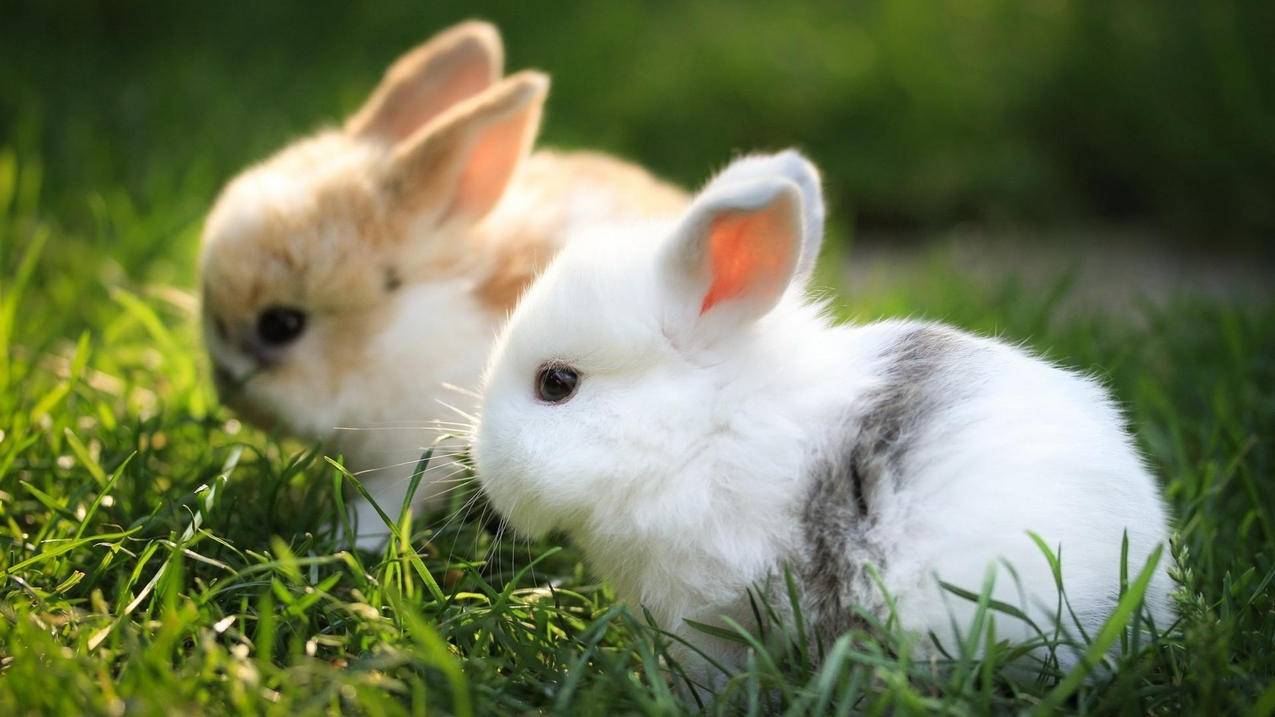 萌宠兔子可爱动物高清壁纸