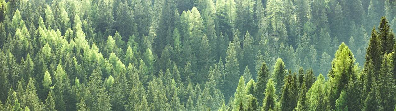 绿色森林风景3840x1080双屏壁纸
