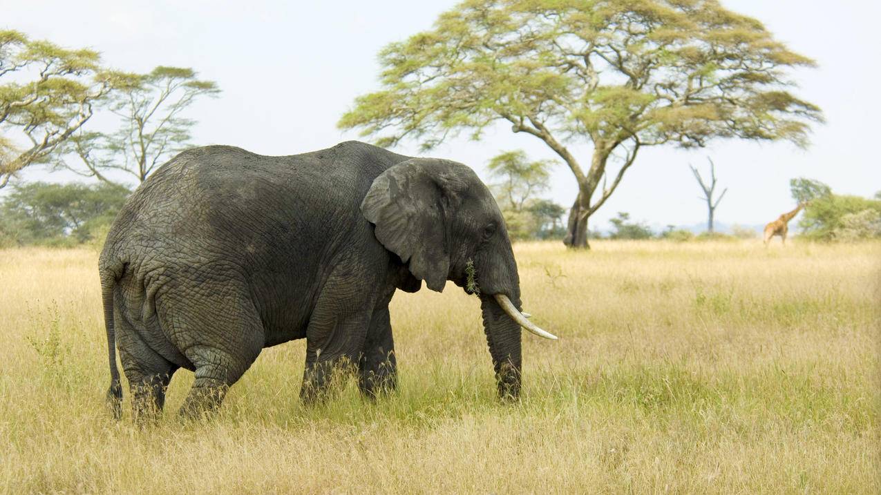 非洲 草原 大象 4K动物壁纸