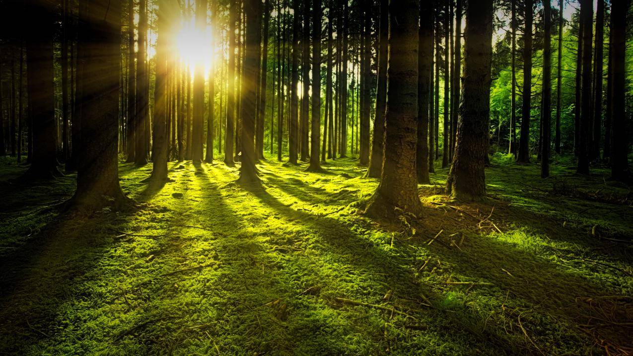 绿色森林 太阳 光线 黎明 4k风景高清壁纸