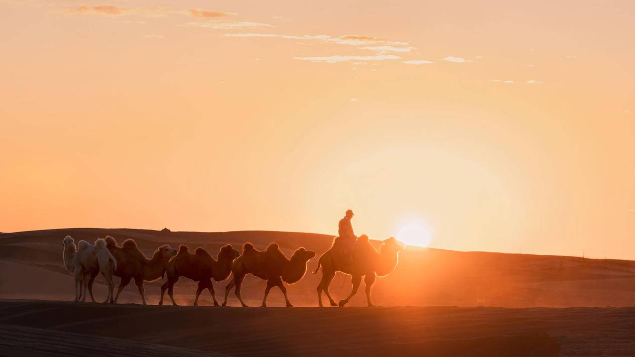 夕阳 骆驼 沙漠 4k风景