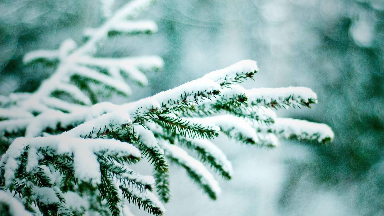 雪景霜松树4k壁纸