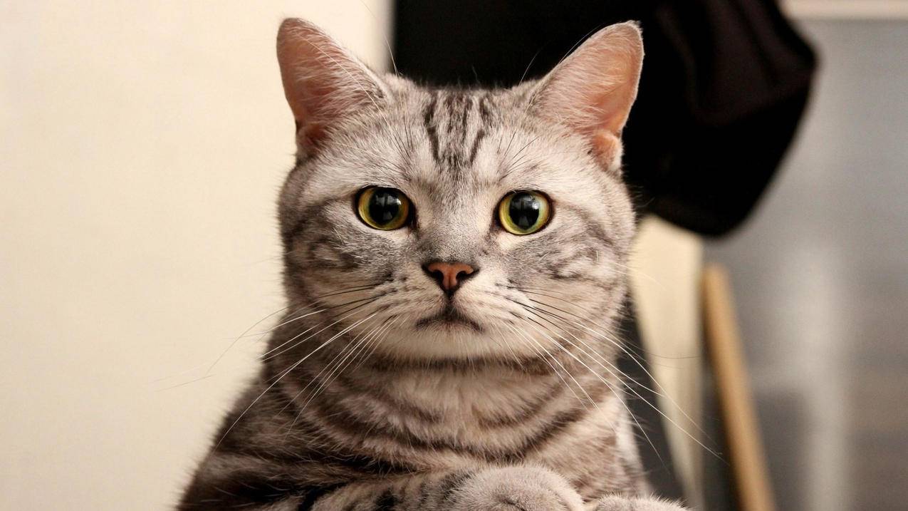 萌宠动物喵星人猫高清壁纸