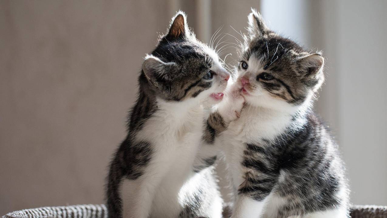 二只俏皮小猫 可爱 4K萌动物壁纸