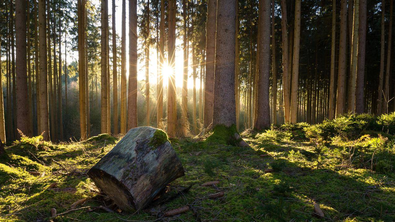 自然 森林 树木 太阳的光线 青苔 5k风景高清图片