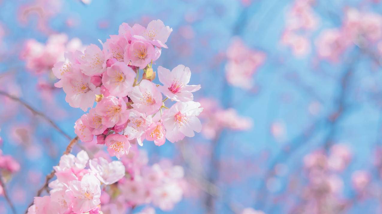 樱花 粉色 清新 淡雅 4k 鲜花 桌面