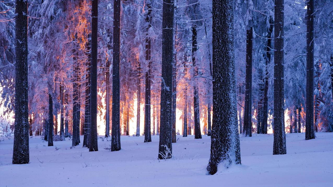 雪域 挪威 云杉 森林 日落 4k风景壁纸 3840x2160