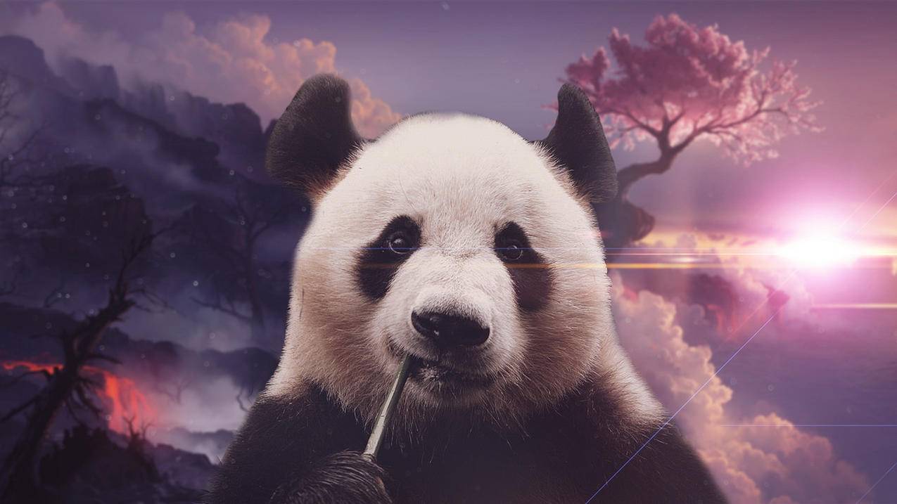 萌宠动物熊猫高清壁纸