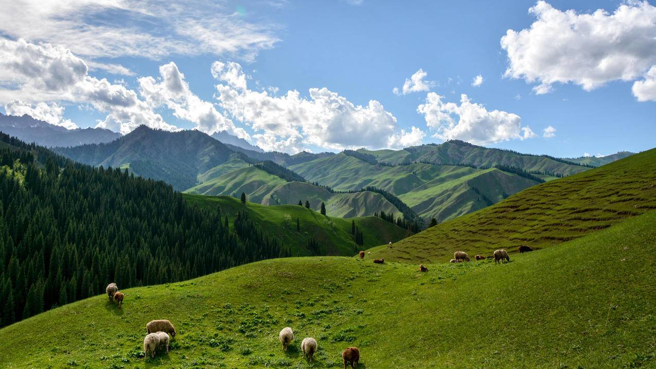 风景蓝天白云草地新疆科克尔斯陶牧区高清壁纸