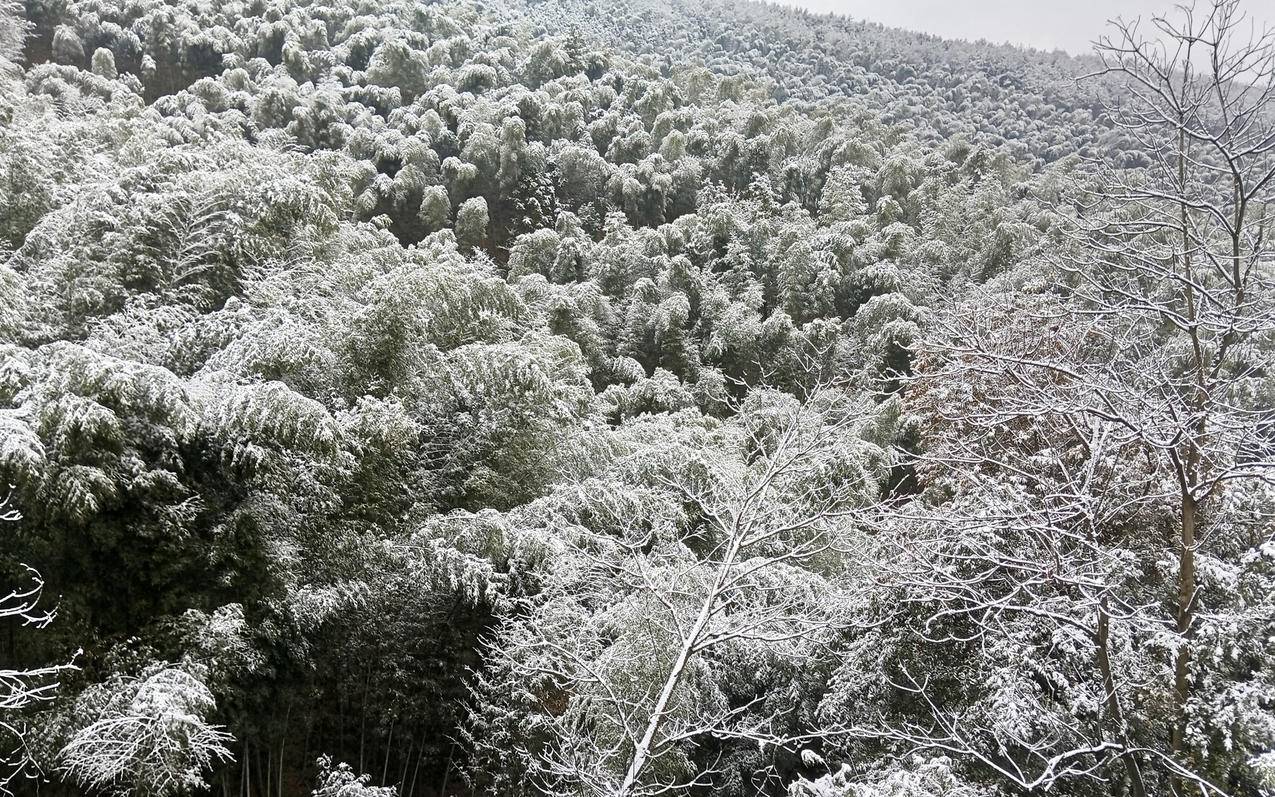 冬季竹林雪景2560x1600电脑壁纸