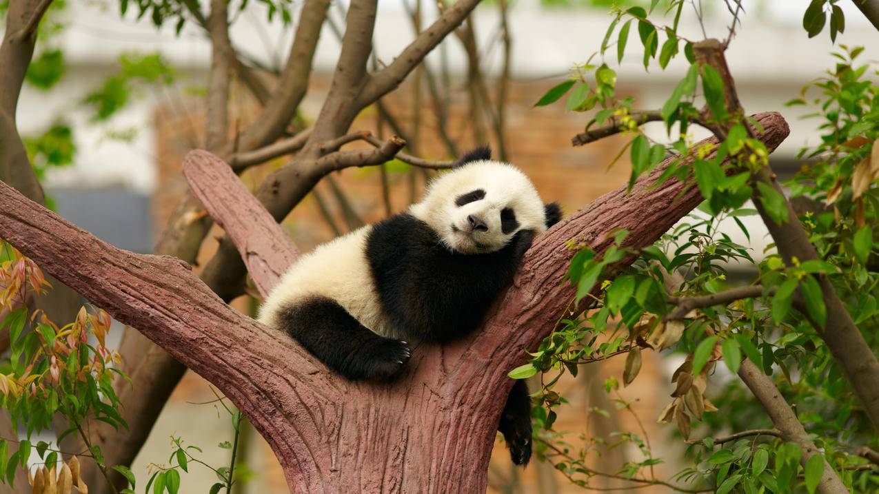 熊猫 树上 休息 睡觉 做梦 4K高清萌动物壁纸