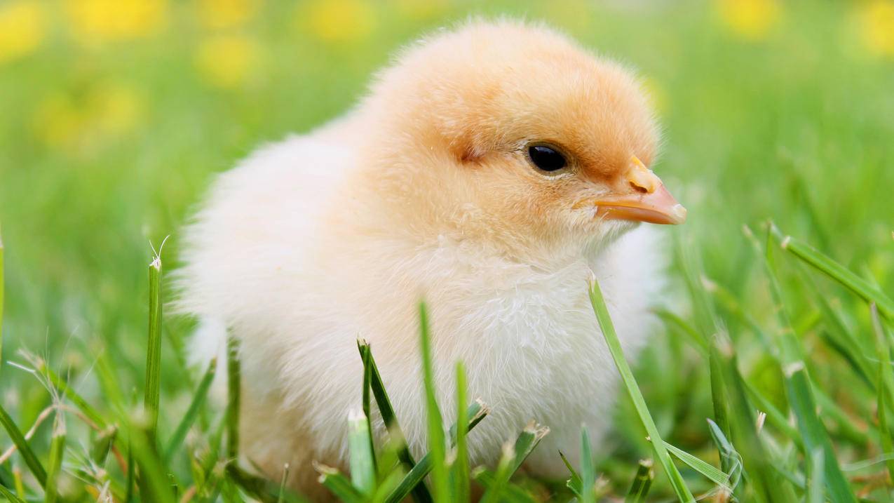 草地上毛茸茸的小鸡 4K高清萌动物壁纸