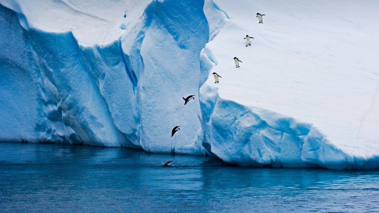 冰山跃入水中可爱企鹅5k动物壁纸