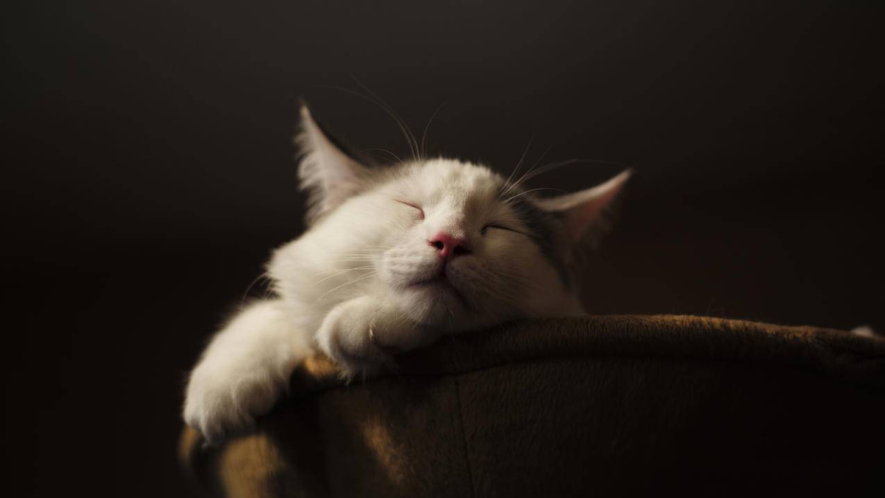 休息 睡眠 猫 4K萌动物壁纸