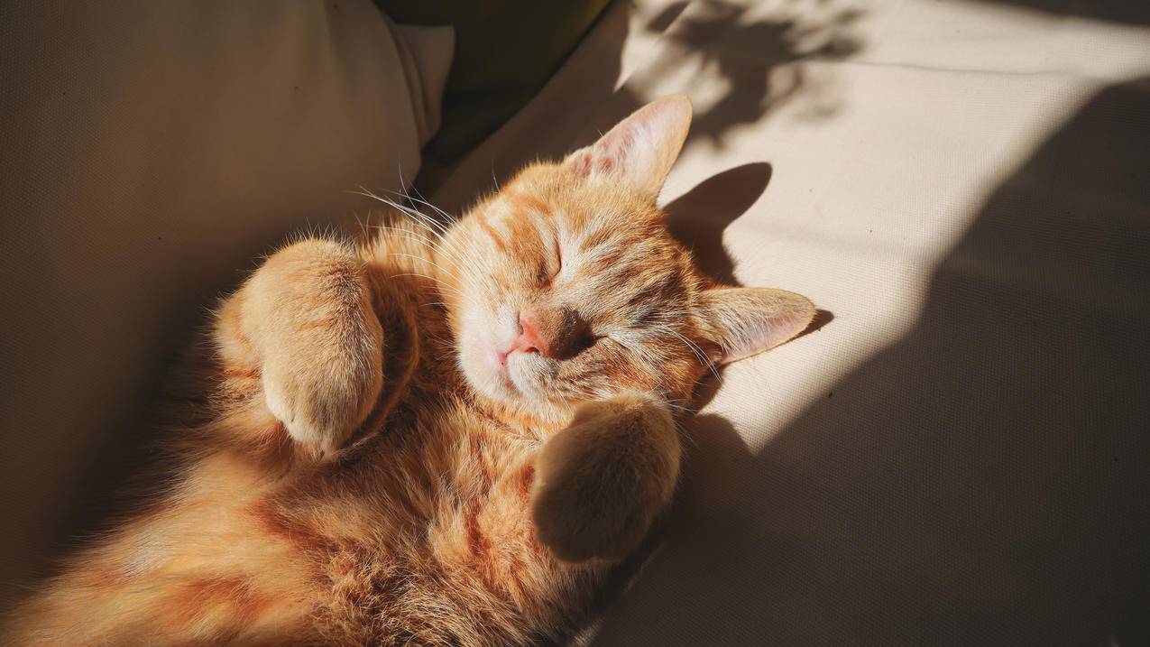 猫 沙发 阳光 睡觉 4K高清壁纸