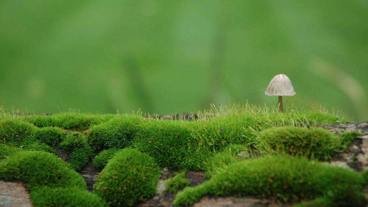 春天 绿草地 苔藓植物 蘑菇4k护眼壁纸