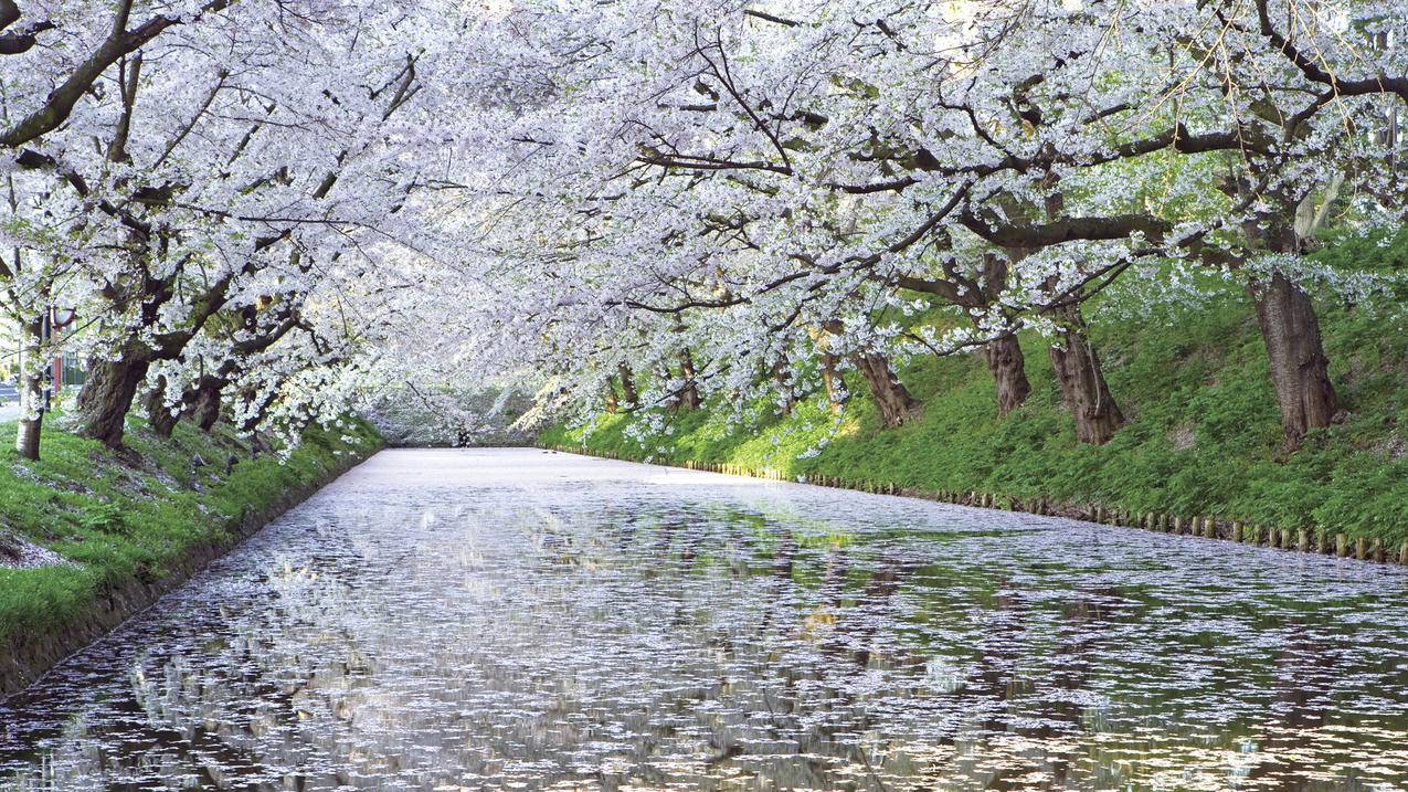 风景春意盎然樱花河流高清壁纸
