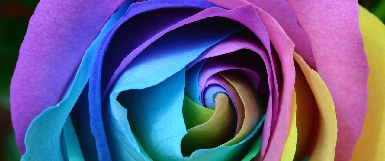 彩色多彩的玫瑰带鱼屏壁纸