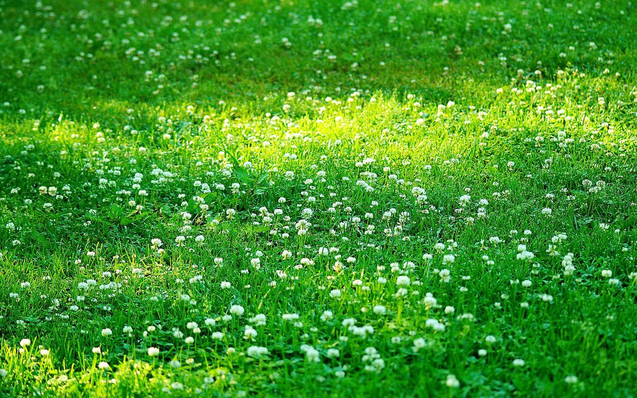 小清新风景自然风光绿色植物绿色养眼春天唯美安静高清壁纸