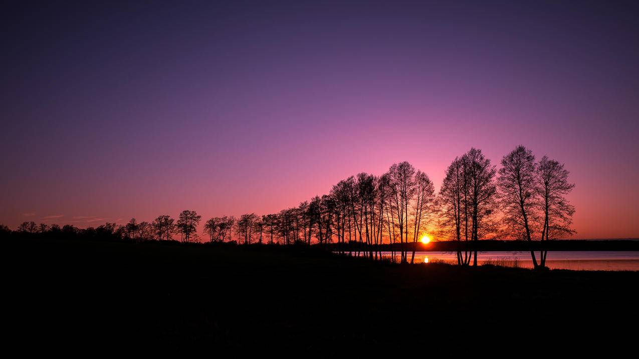 树剪影芬兰美丽的夕阳风景4k壁纸