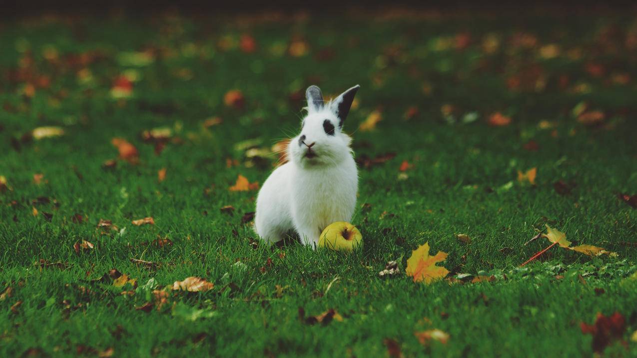 草地上 兔子 可爱 4K高清萌动物壁纸
